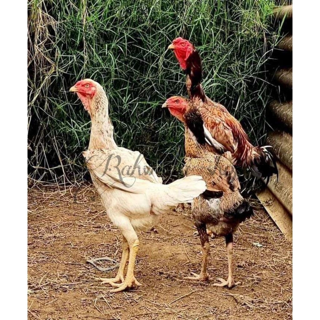 TELUR AYAM INDIOI. GIGANTE SIAP UNTUK DI TETASKAN