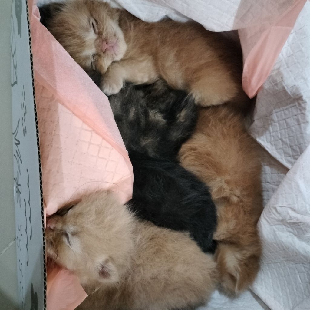 kucing persia anggora
