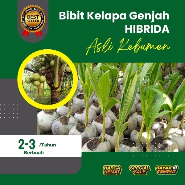 PALING LARIS  Bibit Kelapa Hibrida Pendek, Bibit Kelapa Hibrida Super, Bibit Kelapa Hibrida Terdekat