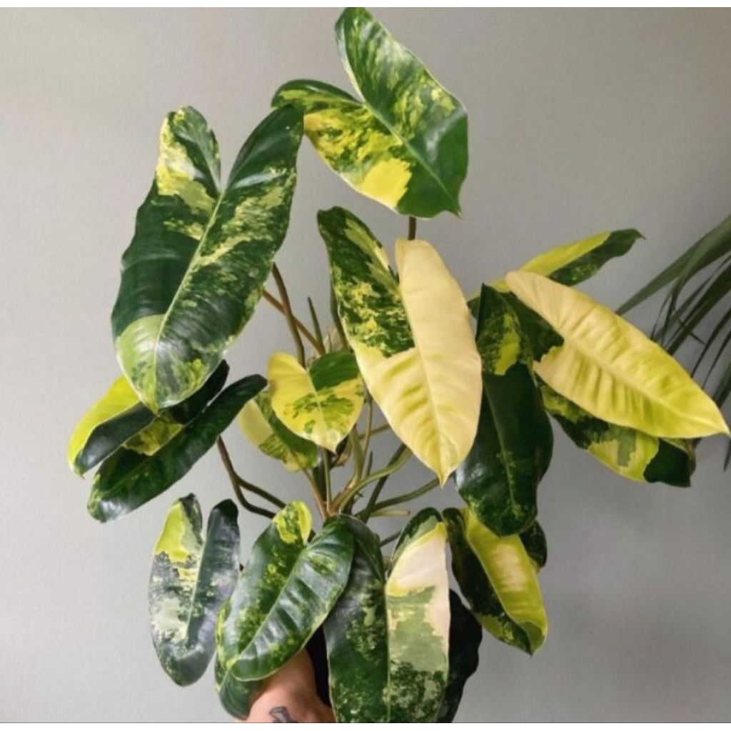 Tanaman Hias Burlemax Variegata / Brekele Variegata