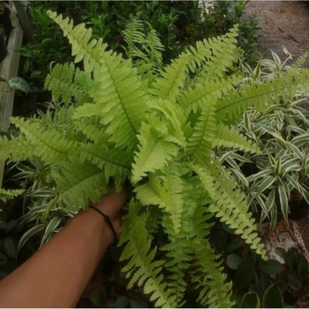 Tanaman Hias Pakis Boston - Tanaman Hias Nephrolepis Exaltata - Tanaman Hias Pakis Kelabang Indoor/O