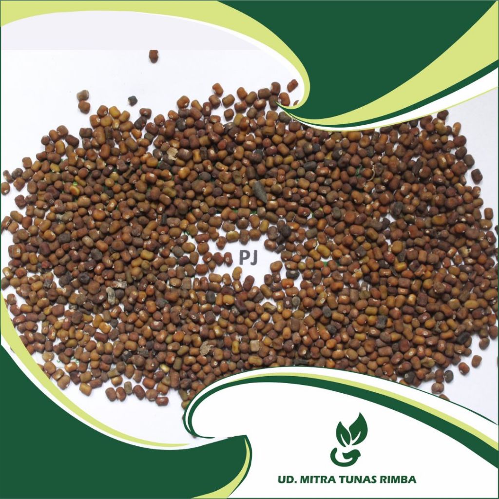 Benih/Biji PJ (Pueraria javanica) 1kg