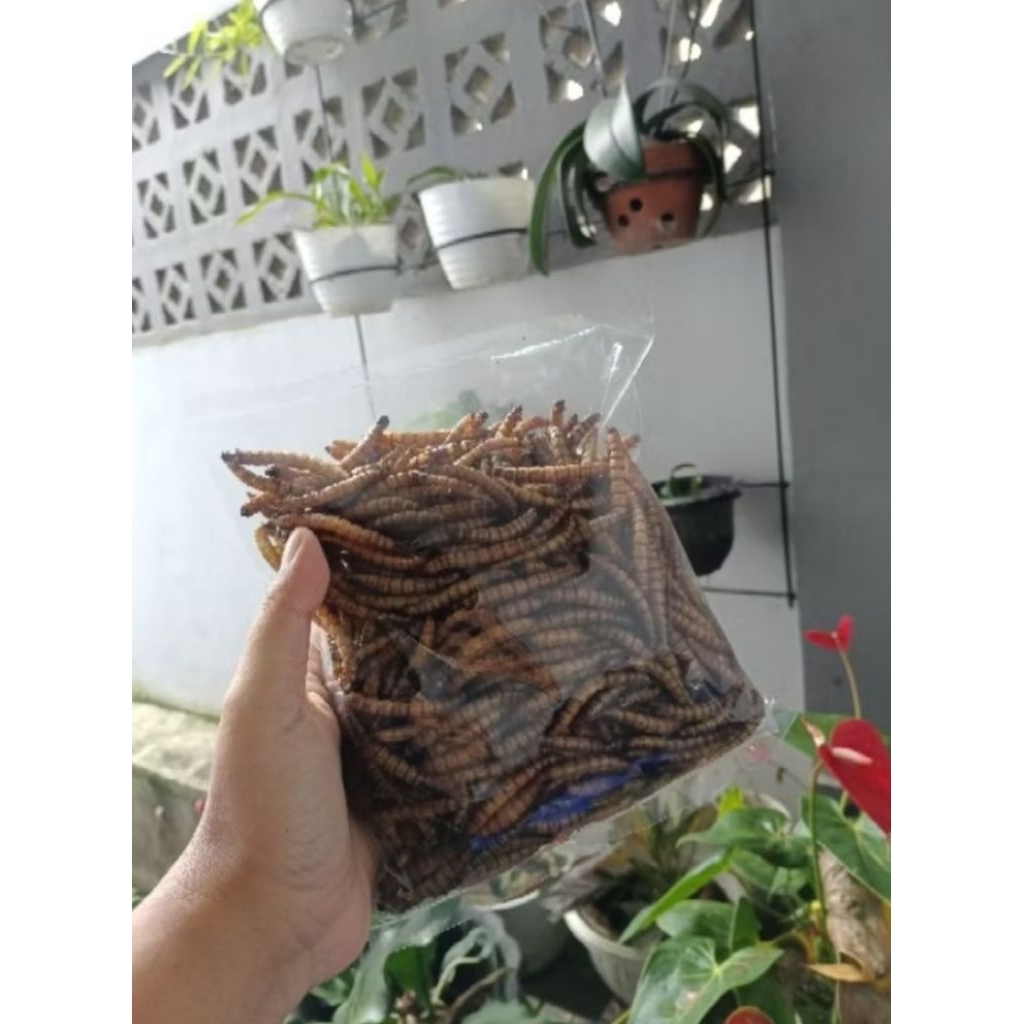 Ulat Jerman Kering