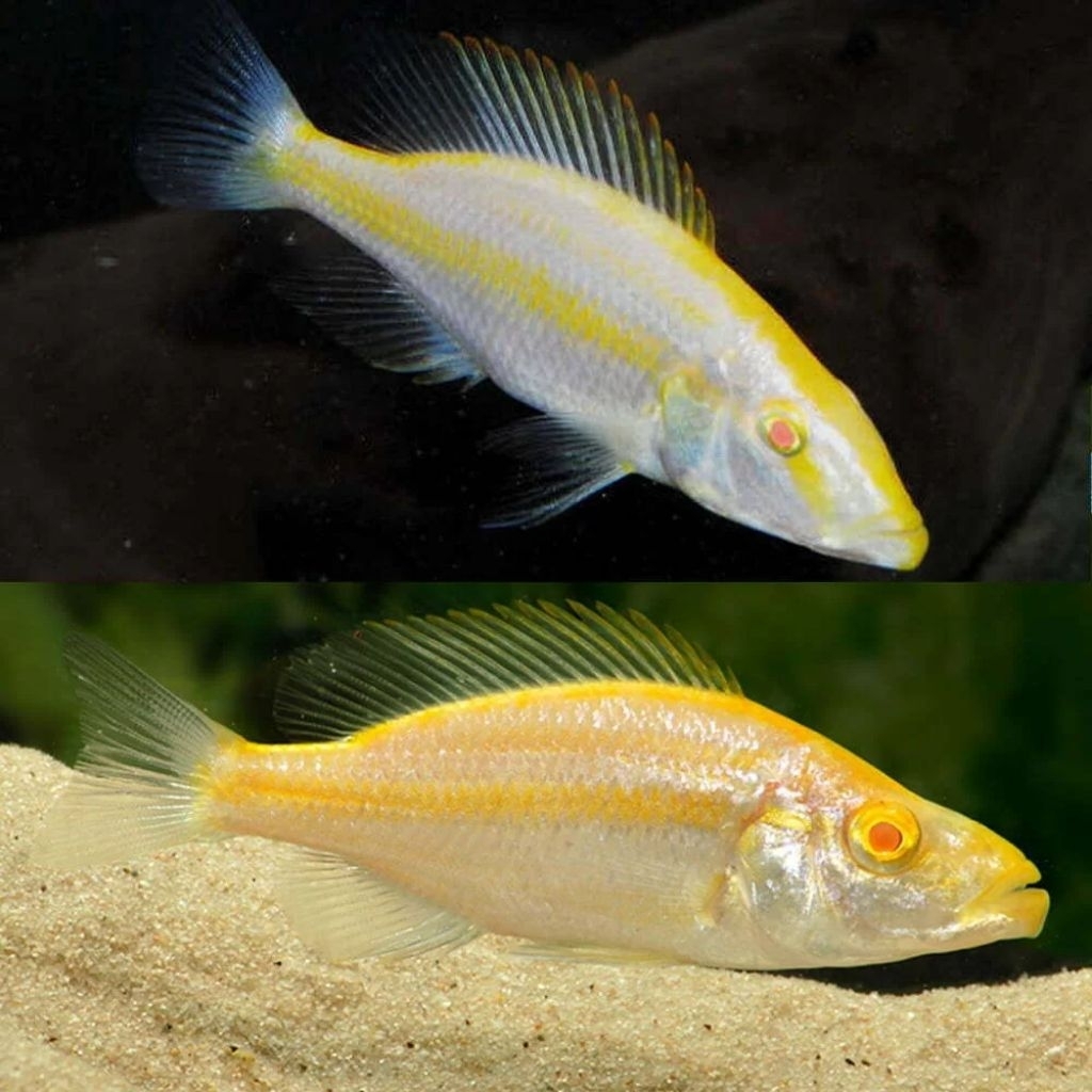 Jendral Albino Cichlid | Cichlid Afrika