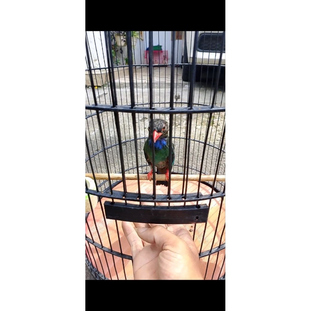burung tengkek buto dewasa gacor mapan