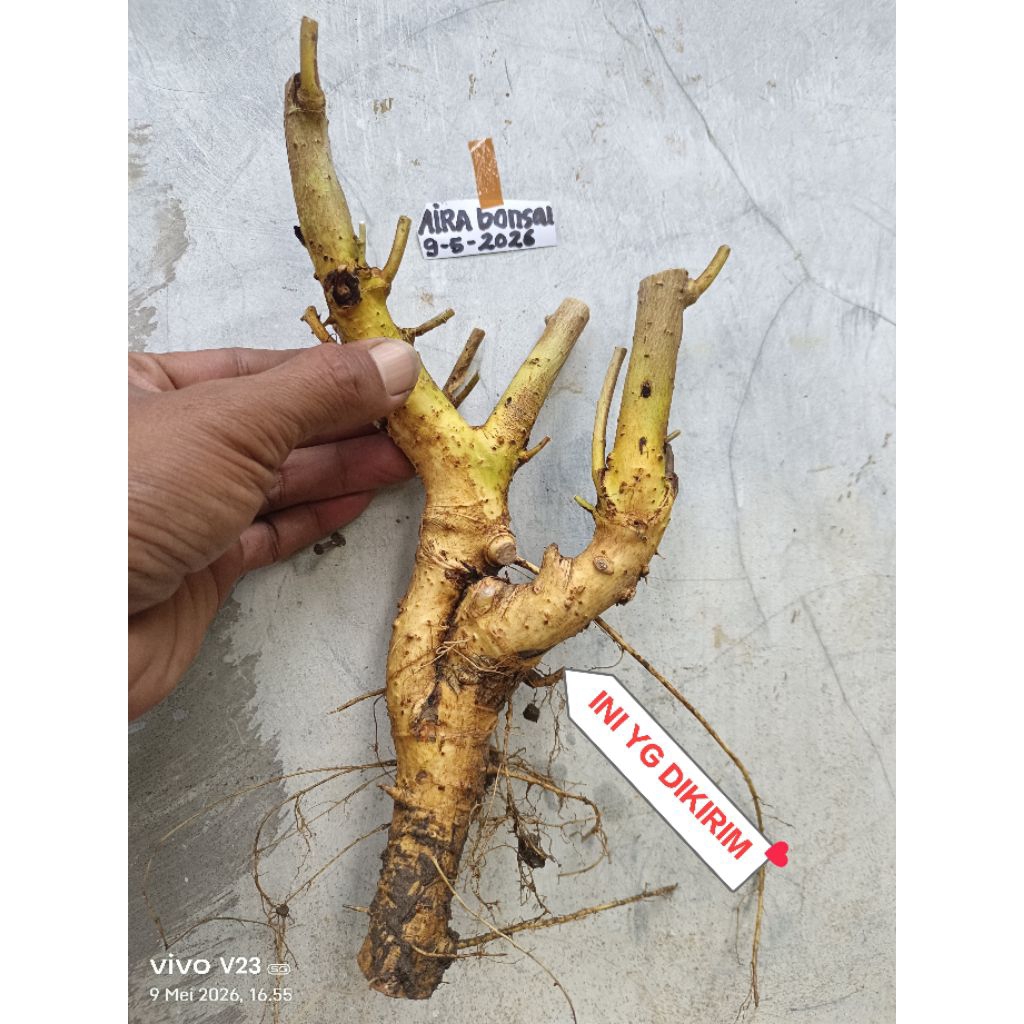 bahan bonsai serut dongkelan