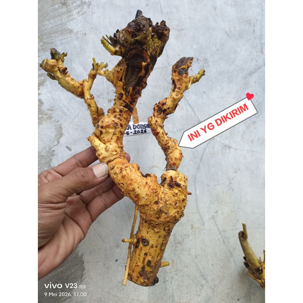 bahan bonsai serut dongkelan