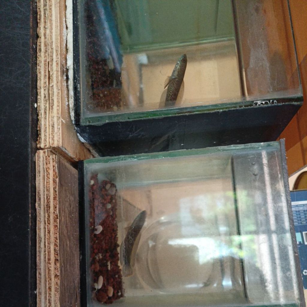 Cana stewarti 5-6cm