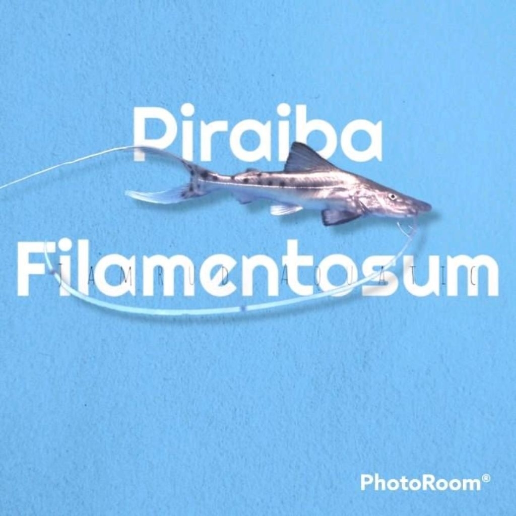 Ikan piraiba filamentosum catfish