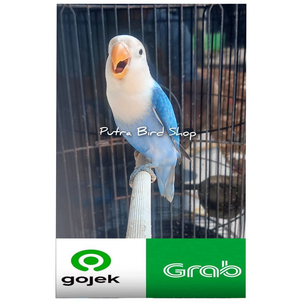 Love Bird Biola Ewing Prospek Paud/Balibu
