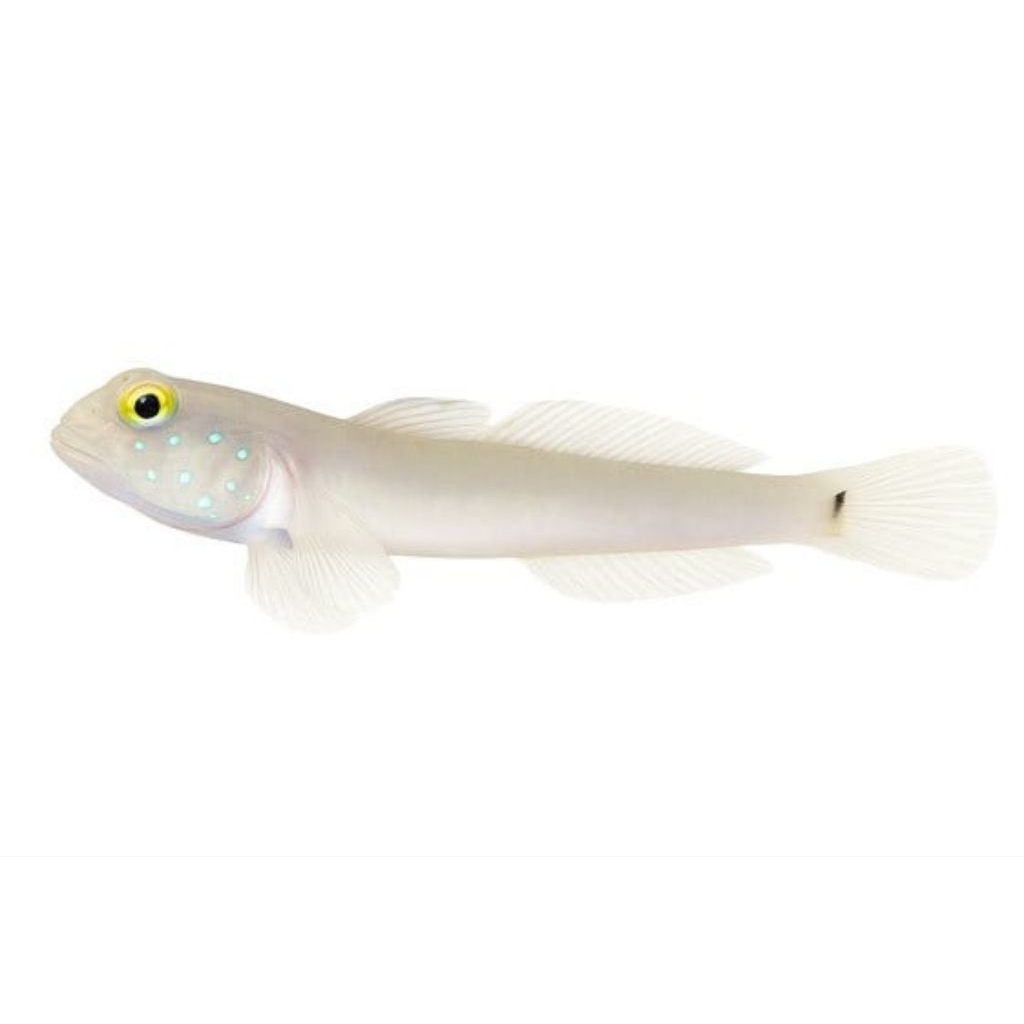 Ikan Hias Air Laut Bunglon Putih (Sleeper Blue Dot Goby)