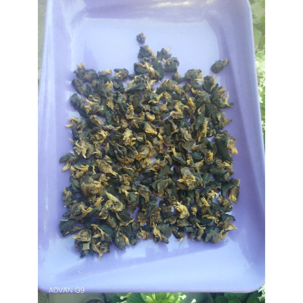 daging bekicot kering/ krecek bekicot/asin bekicot harga/100gr siap kirim