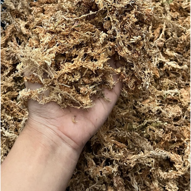 sphagnum moss merah kering bukan basah 1kg grade A