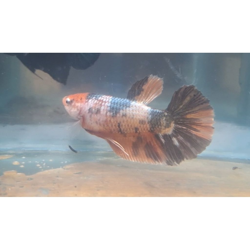 female giant hmpk 5 cm