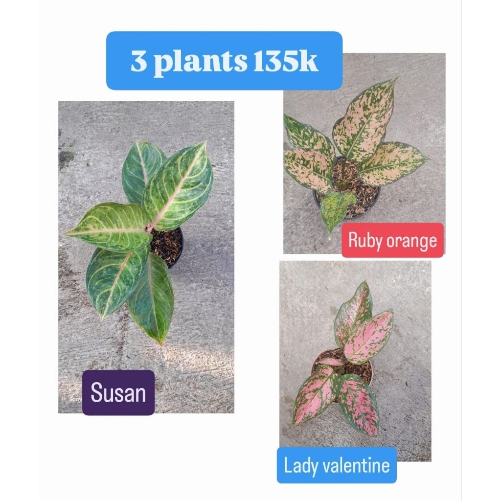 Paket 3 Aglonema 135K = Susan, Ruby orange, Lady valentine