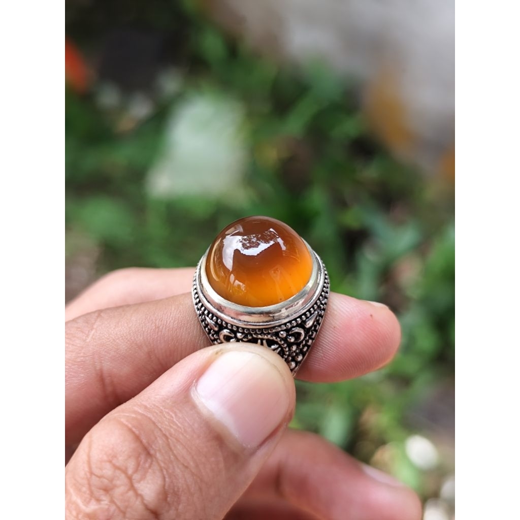 cempaka madu