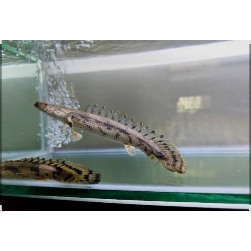 Ikan hias palmas endlicheri