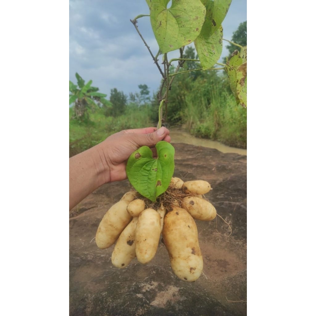 Gembili ketan fress/ ubi kamayung 1kg