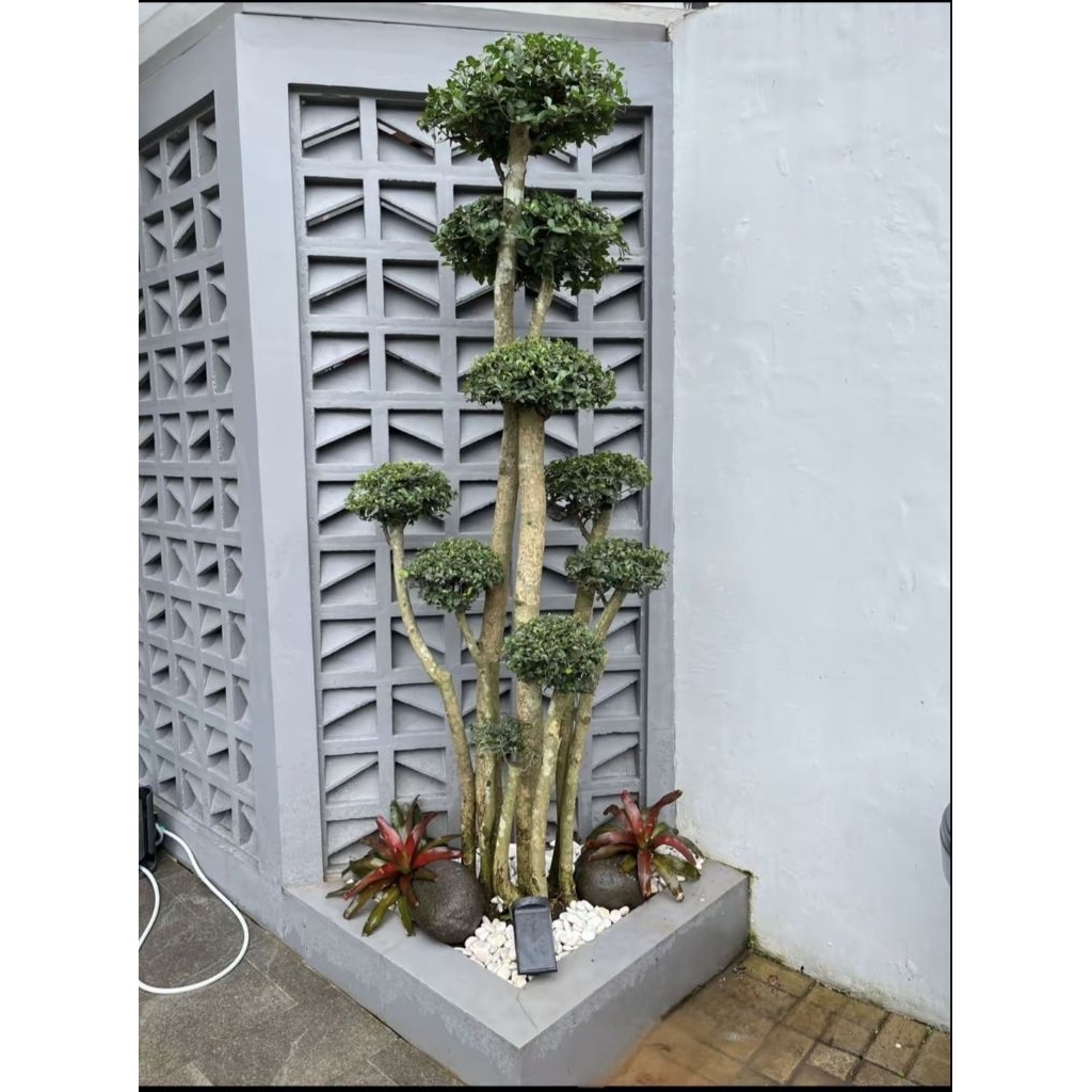 taman bonsai serut minimalis