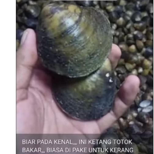 KERANG TOTOK BAKAR JIMBARAN PROMOO