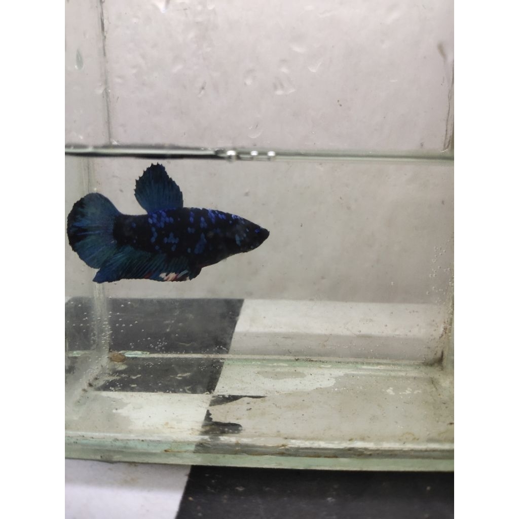 ikan cupang Avatar