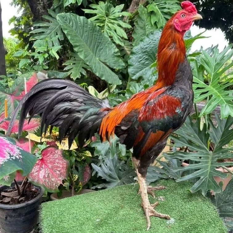 telur ayam bangkok untuk di tetaskan ayam aduan f2 iQ X