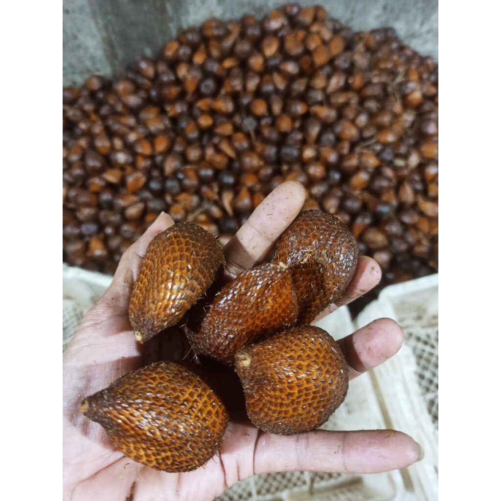 Salak Pondoh C Manis Segar Baru Petik Asli Banjarnegara
