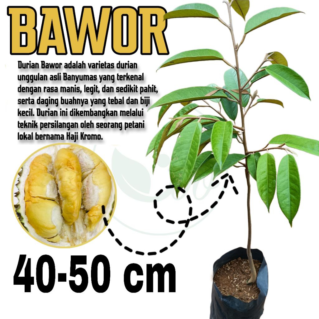 BIBIT DURIAN BAWOR MEDIA TANAM UTUH Tinggi 40-50cm bawor super berbuah cepat