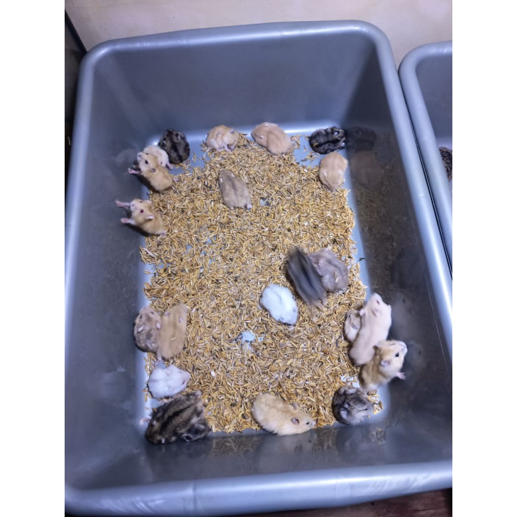 HAMSTER WINTER GOLDEN