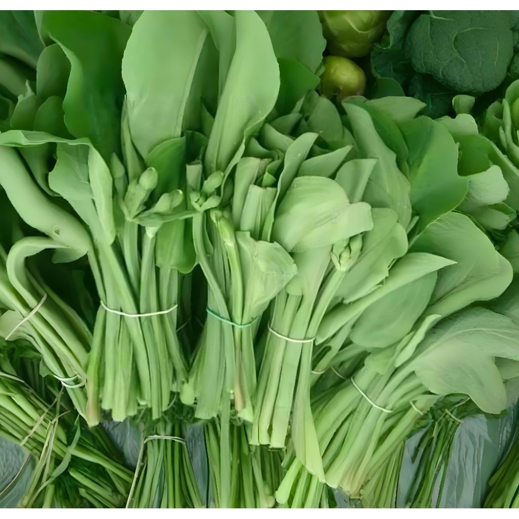 50 Biji Benih Sayur Genjer Benih Genjer Mudah Tumbuh Di Tempat Lembab