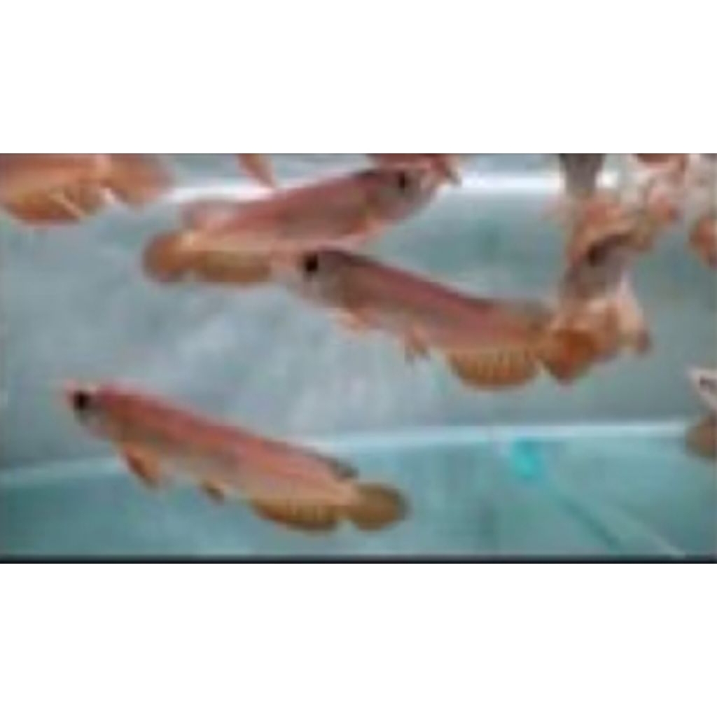 ARWANA GOLDEN RED -+10CM PER EKOR LENGKAP SERTIFIKAT