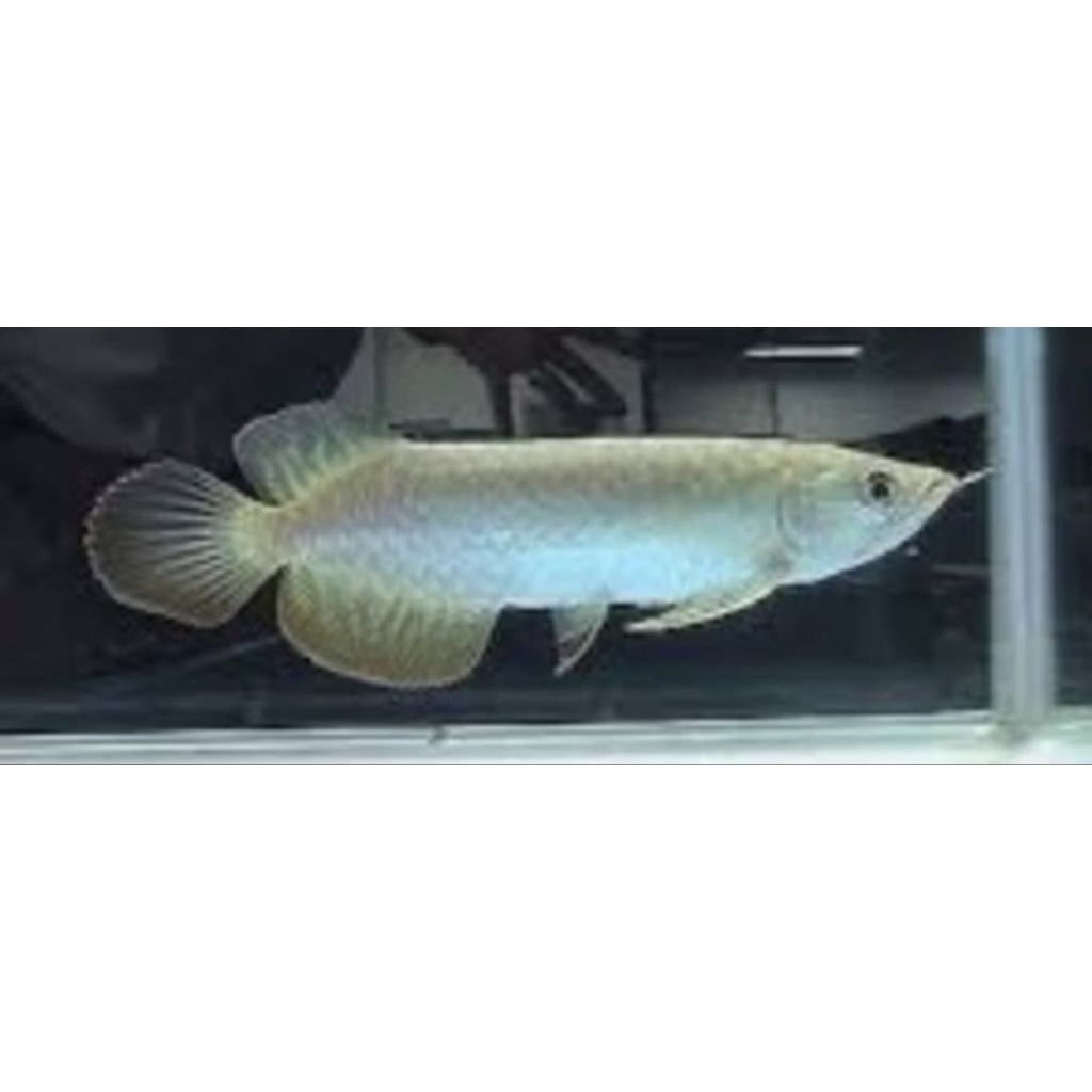 ARWANA GREEN PINO -+25CM PER EKOR