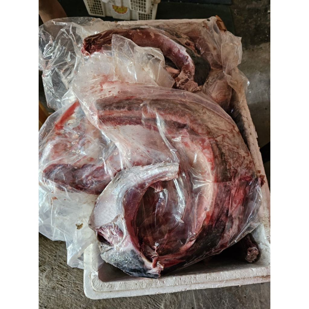 RAHANG TUNA FRESH BEKU 1kg-1, 2kg