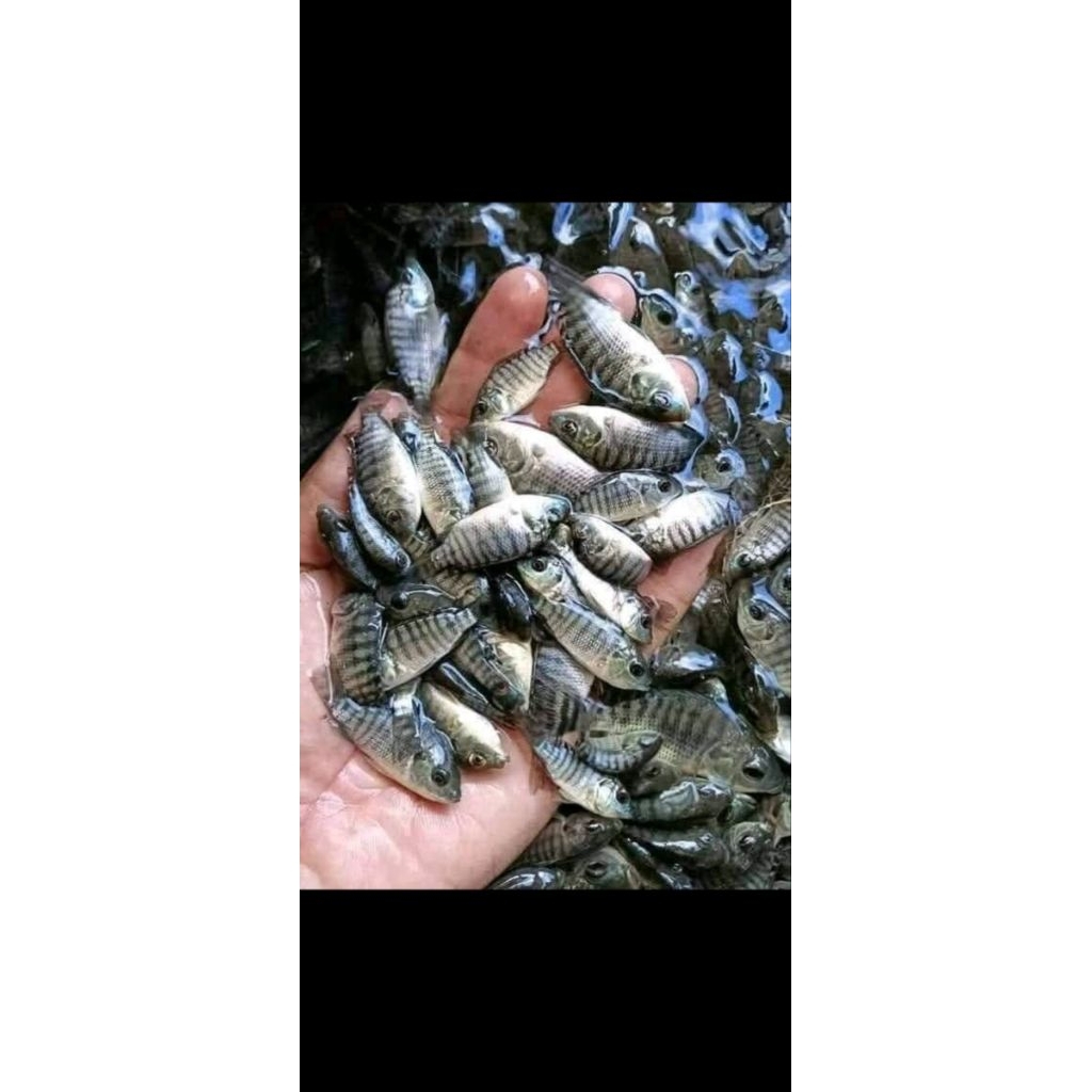 Bibit Ikan Mujair - Ikan Nila Hitam Nirwana