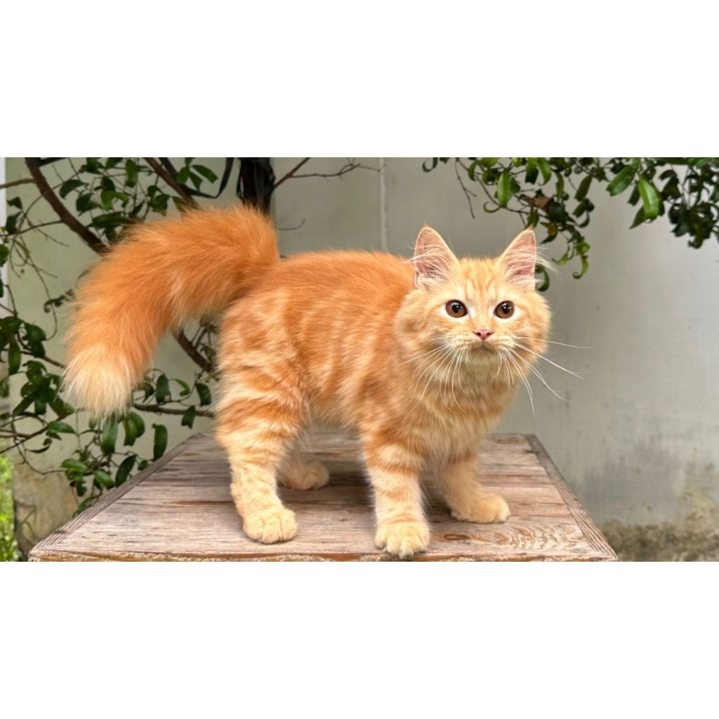 KUCING PERSIA JANTAN 4 BULAN OREN MARBLE