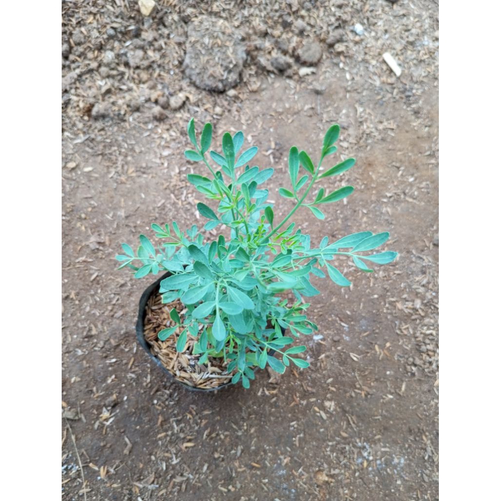 inggu/herbal inggu/tanaman herbal
