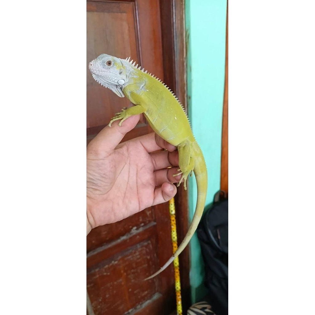iguana green hypo josss