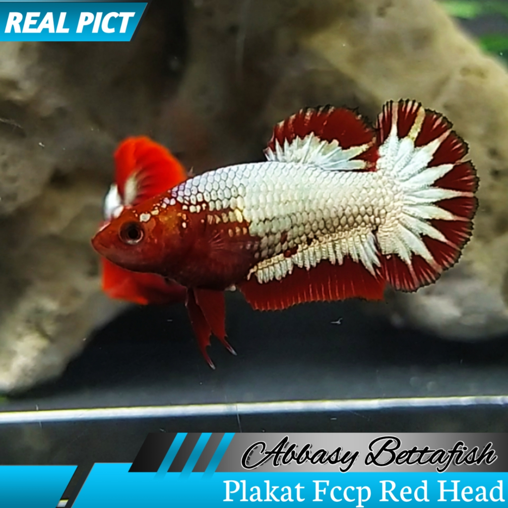 Plakat Fccp Red Head Betina Female Real Picture