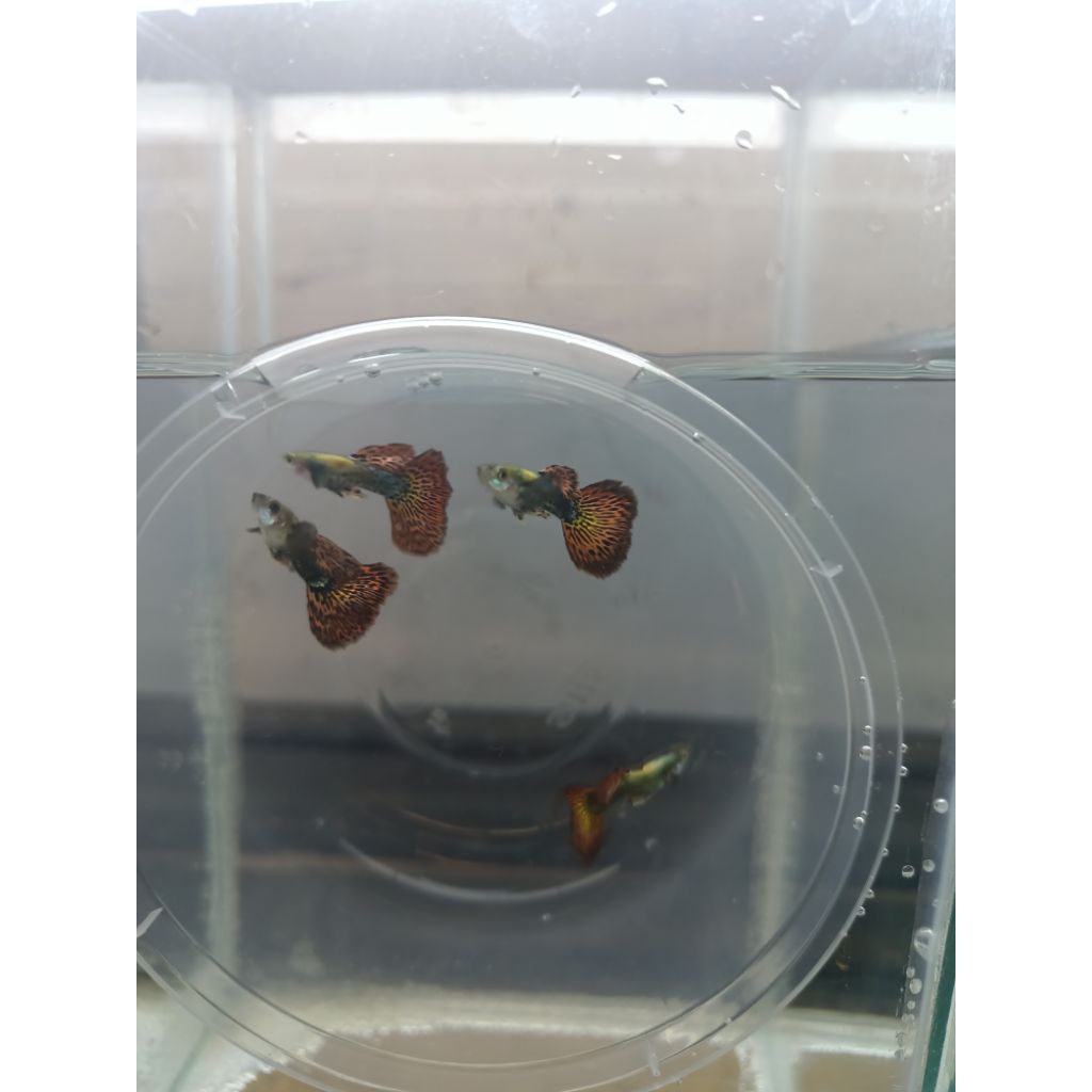 (Promo) Guppy platinum red dragon