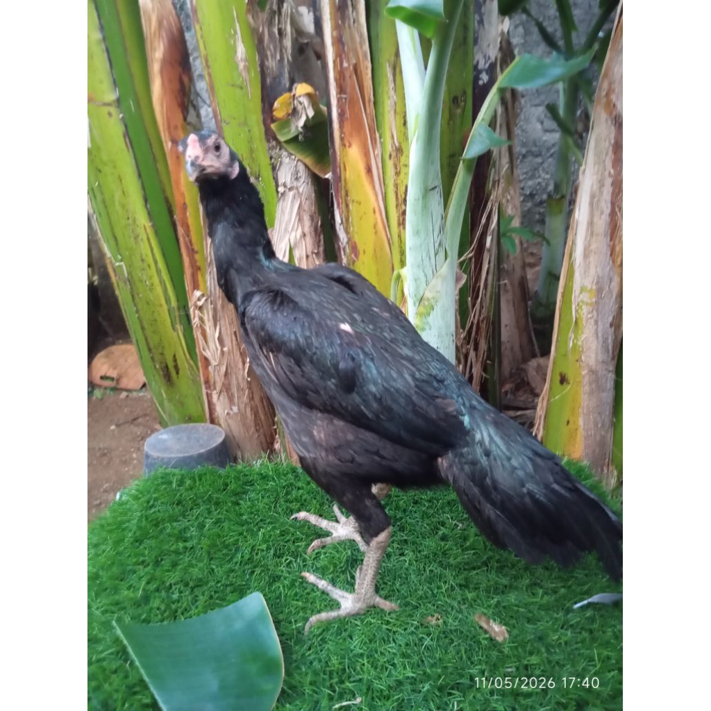 Ayam Bangkok Indukan Sudah Produksi / Babon Biang