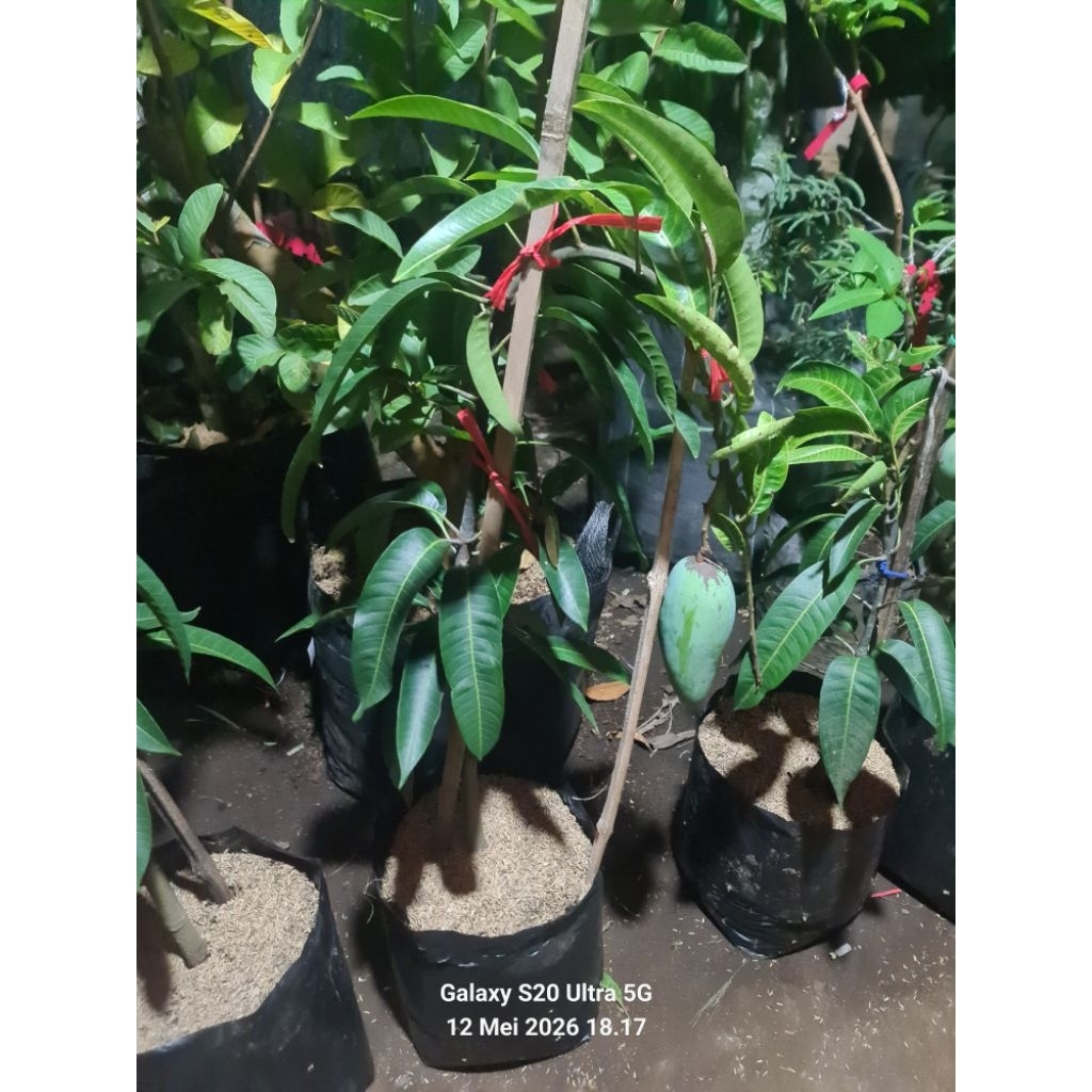 Mangga Kiojay Berbuah
