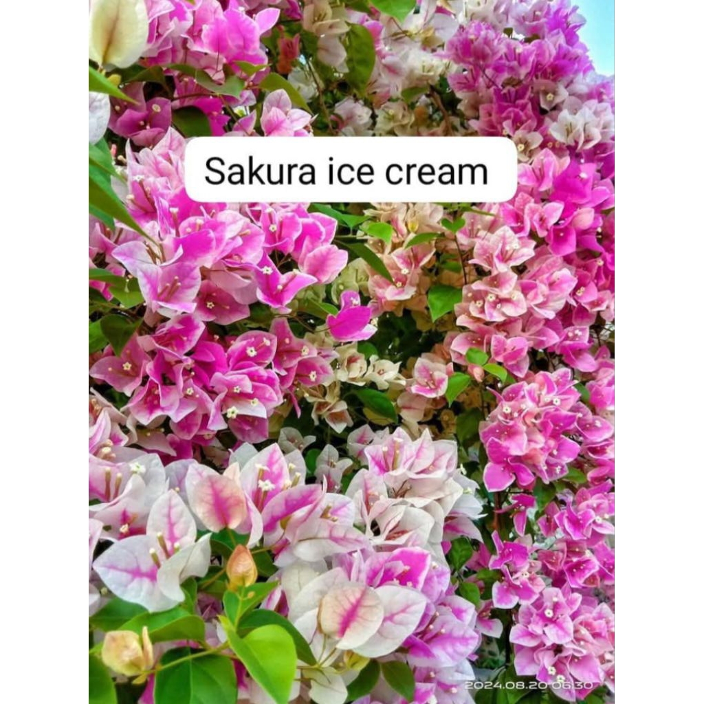 Bougenville sakura ice cream