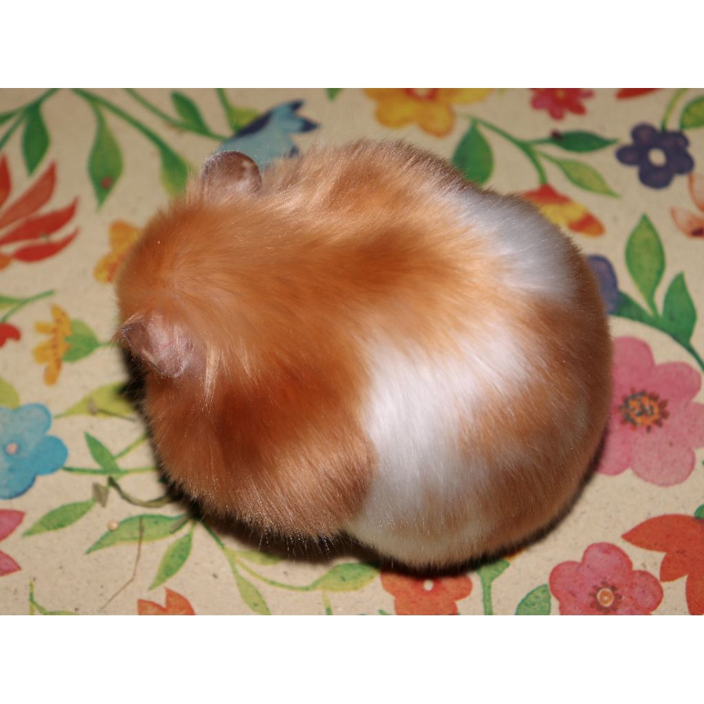 hamster syrian satin pesek lucu (baca descripsi)