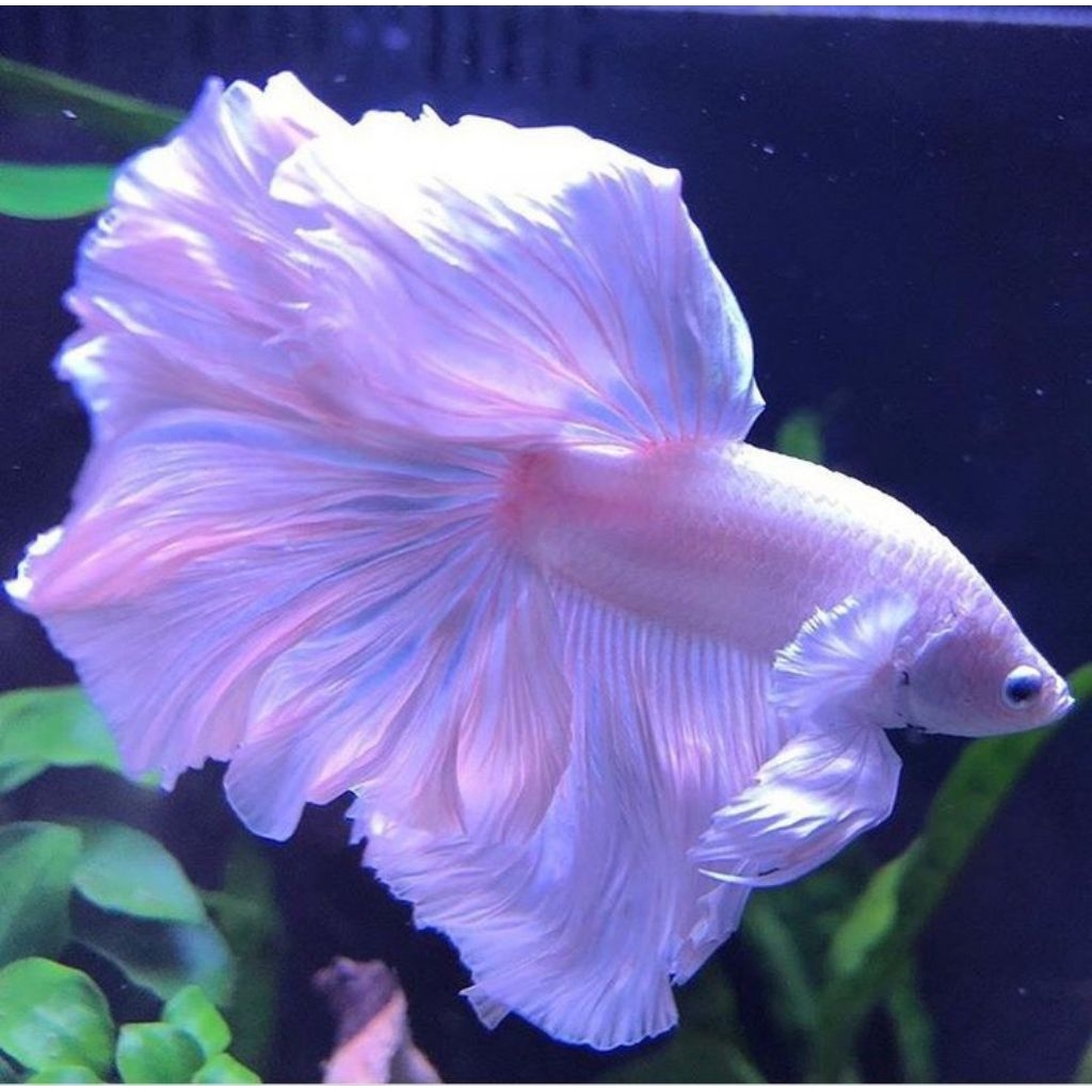 pajangan dinding ikan Halfmoon Rosetail Super White Platinum