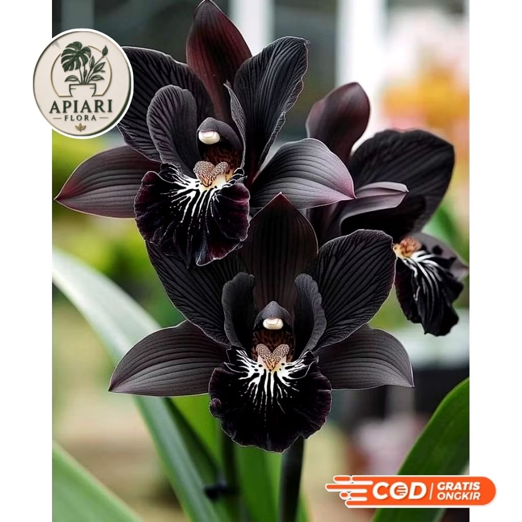 Anggrek Cymbidium  Dewasa Siap Bunga/BUNGA ANGGREK/ANGGREK HIDUP/BUNGA HIDUP/BUNGA SEGAR