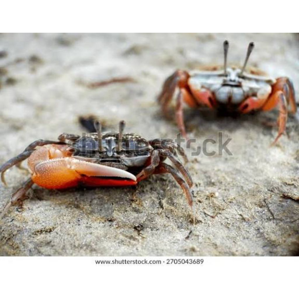 Kepiting fidler/kepiting hias air tawar/kepiting paludarium