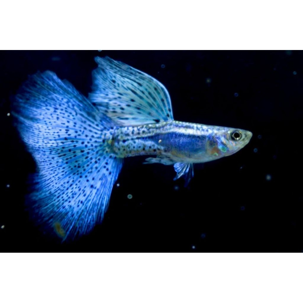 Guppy Blue Grass