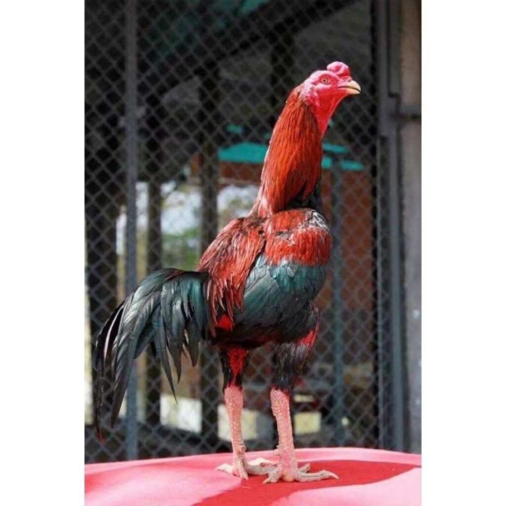 telur ayam Bangkok x aka (AYAM LAMPU) telur untuk di tetaskan full brakot ayam aduan