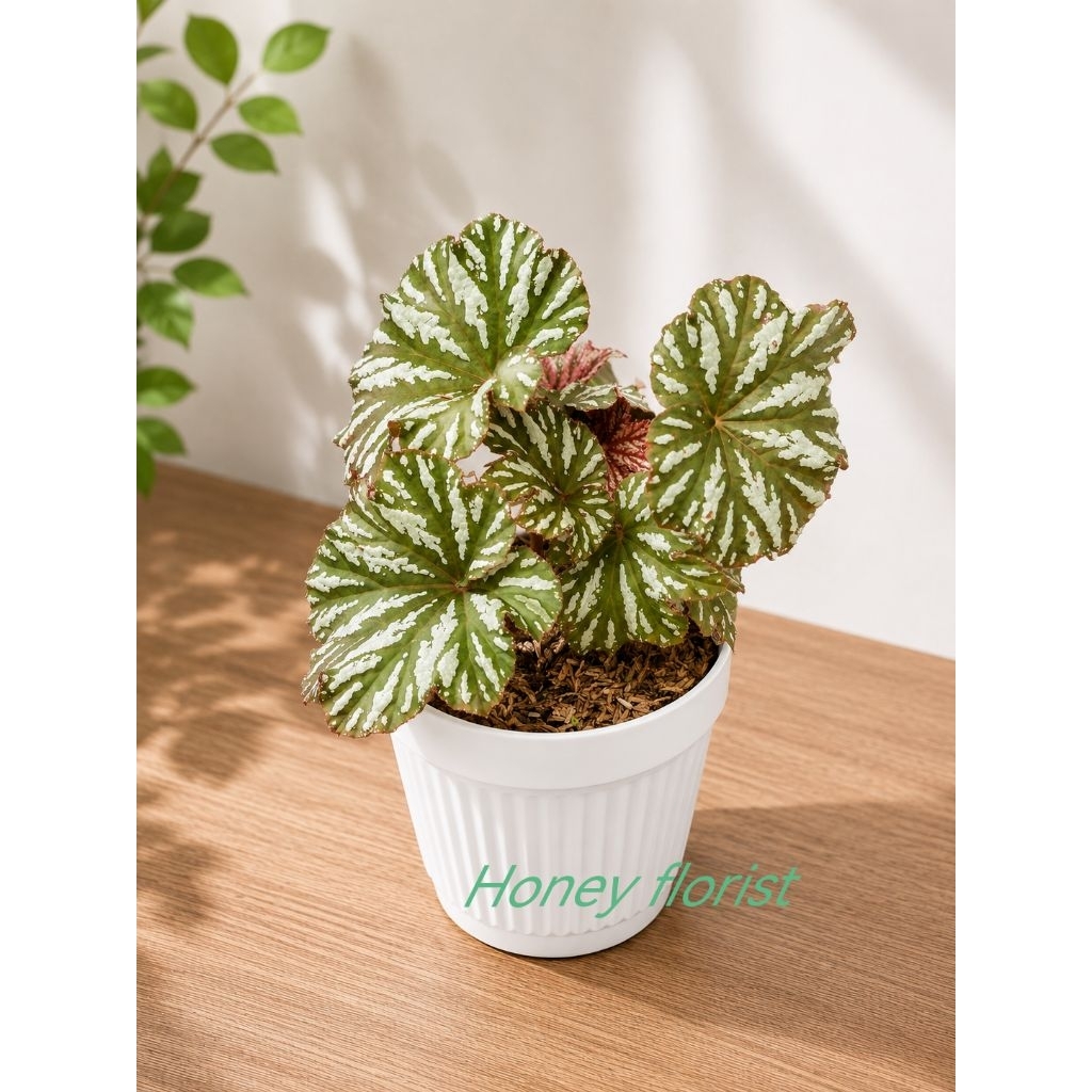 begonia tanaman hias begonia greenline pendek rimbun mempesona