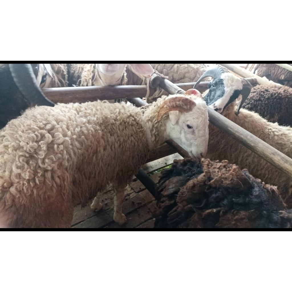 Domba Qurban Bandung Murah Mulai 2 jutaan